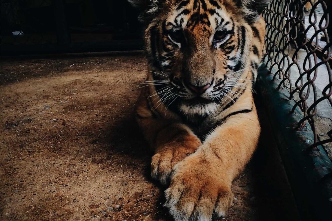 Fugiat dolorem necessitatibus sit natus consectetur ut